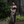 kanishka Saree