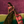 Load image into Gallery viewer, Ethereal Saree
